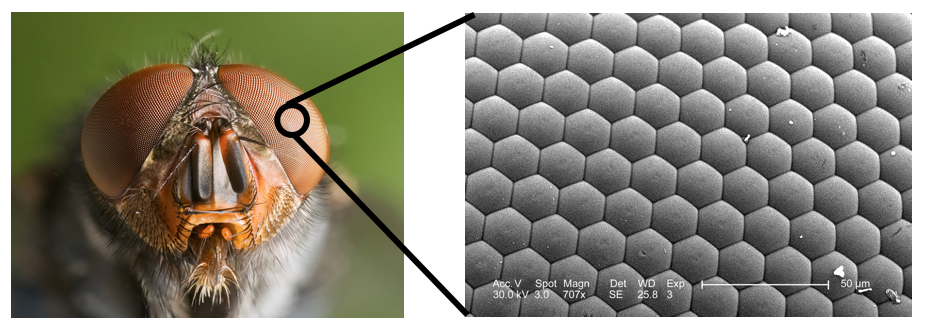 A close up of the compound eyes of a bee; to the right are many tightly-spaced lenses that form a single compound eye.